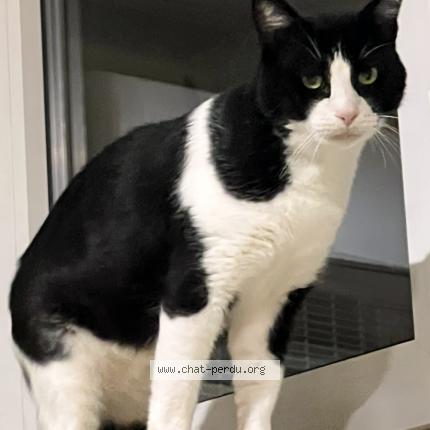 Photo 1/1 felix Chat lost in Urrugne