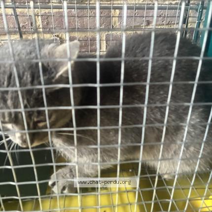 Photo 1/1 Found cat Found in Eps