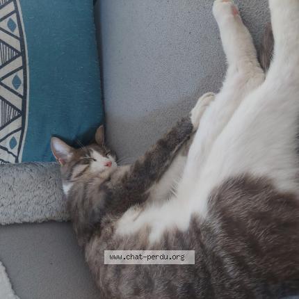 Photo 1/1 Beebul Chat lost in Etriche