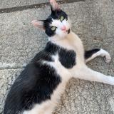 Picture of cat found at Perigueux