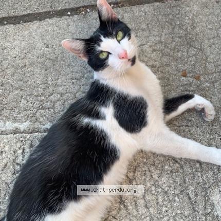 Photo 1/1 Found cat Found in Perigueux