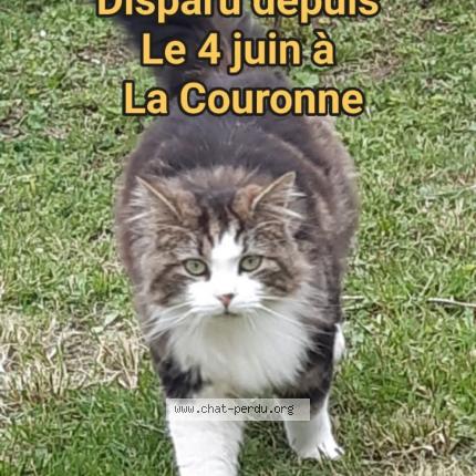 Photo 1/1 Spyke Chat lost in La couronne