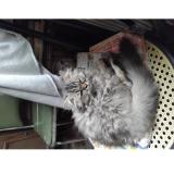 Picture of cat lost at Pineuilh