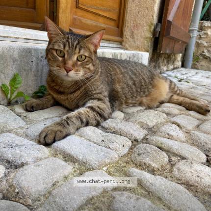 Photo 1/1 Lili Chat lost in Lherm