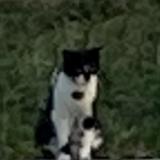 Picture of cat found at Cholet