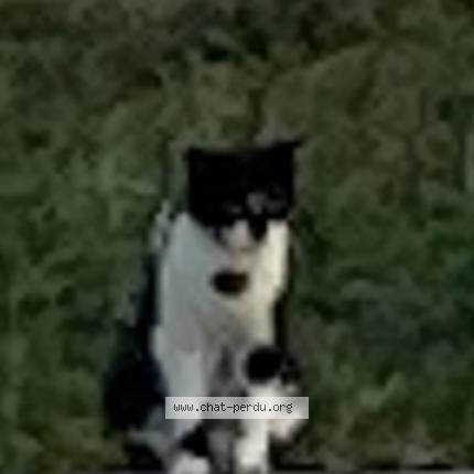 Photo 1/1 Found cat Found in Cholet