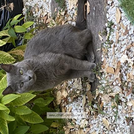 Photo 1/1 Found cat Found in Talence