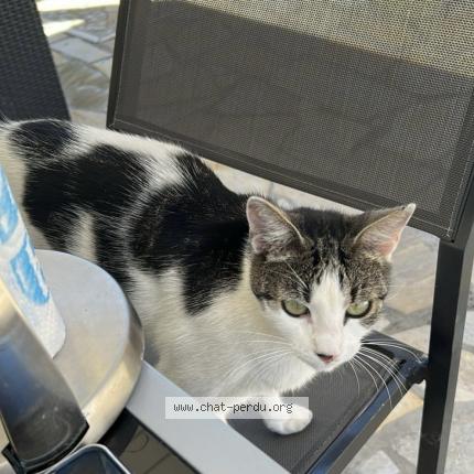 Photo 1/1 Umie Chat lost in Saint chamond