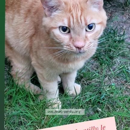 Photo 1/1 Found cat Found in Chantilly