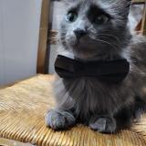 Picture of cat lost at Vichy