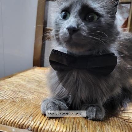 Photo 1/1 Perle Chat lost in Vichy