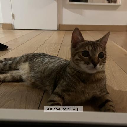 Photo 1/1 Leetchy Chat lost in Maisons alfort