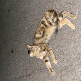 Picture of cat found at Ajaccio