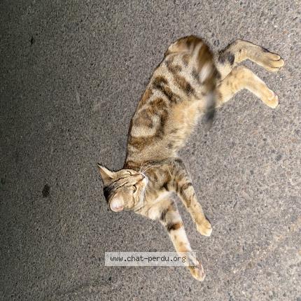 Photo 1/1 Found cat Found in Ajaccio