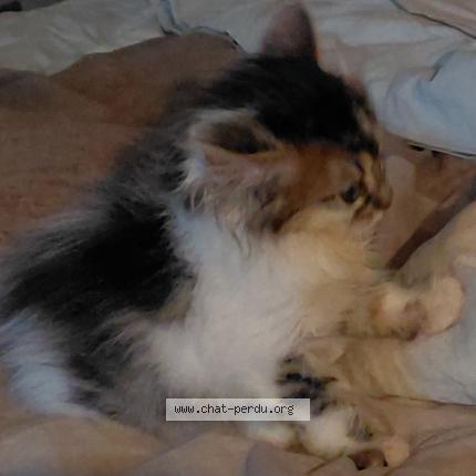 Photo 1/1 Panda Chat lost in Allonne