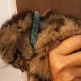 Picture of cat found at Courcelles Chaussy