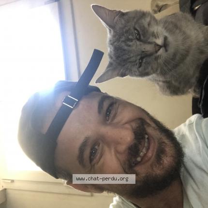 Photo 1/1 Grisou Chat lost in Saint ouan l aumone