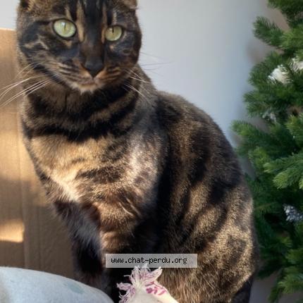 Photo 1/1 ROMY Chat lost in Vert le petit