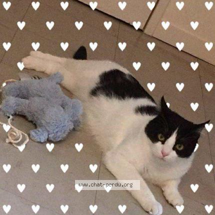 Photo 3/3 Boubou Chat lost in Coubon