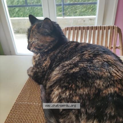Photo 1/1 Frank Dérosier-Jacquier Chat lost in Vetraz monthoux