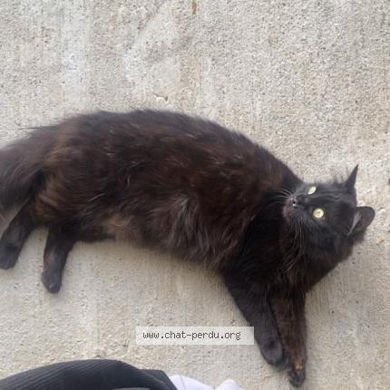 Photo 1/1 Ruby Chat lost in Chaban