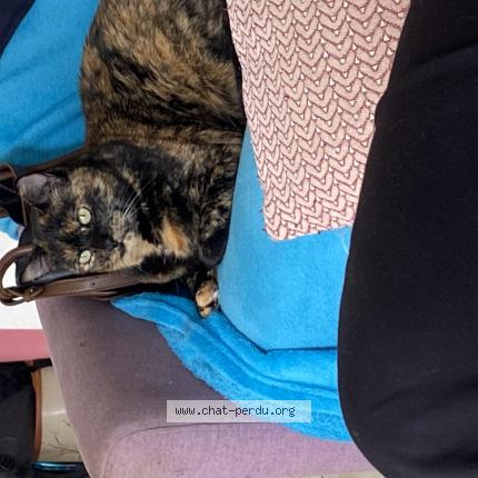 Photo 1/1 Tixie Chat lost in Branne