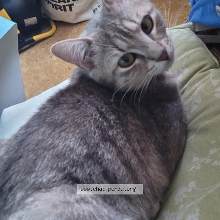 Photo 1/1 Nala Chat lost in Seclin