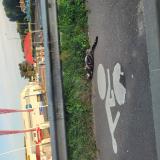 Picture of cat found at Epone