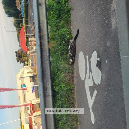 Photo 1/1 Found cat Found in Epone