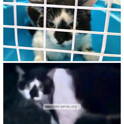 Photo 1/1 Titi - Krema Chat lost in Saint symphorien d ozon