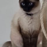 Picture of cat lost at Meyzieu