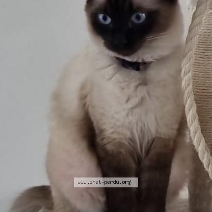 Photo 1/1 Melissa Chat lost in Meyzieu