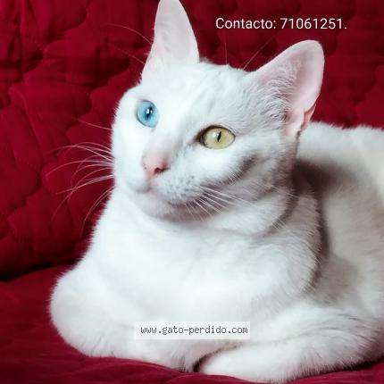 Photo 1/1 Francis Chat lost in San jacinto