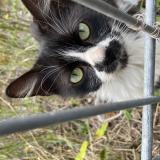 Picture of cat found at Villeneuve D Ascq