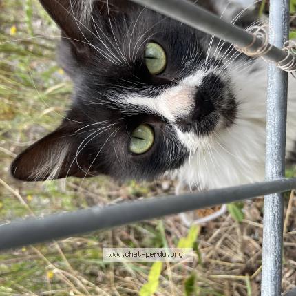 Photo 1/1 Found cat Found in Villeneuve d ascq