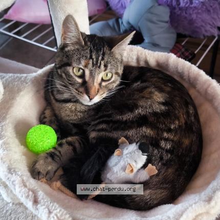 Photo 1/1 Jade Chat lost in Cholet