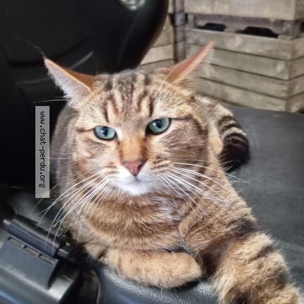 Photo 1/1 Uno Chat lost in Alouis