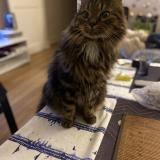 Picture of cat lost at Montigny Le Bretonneux