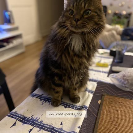 Photo 1/1 Tigroo Chat lost in Montigny le bretonneux