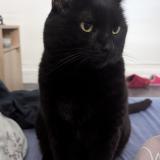 Picture of cat lost at Buchy