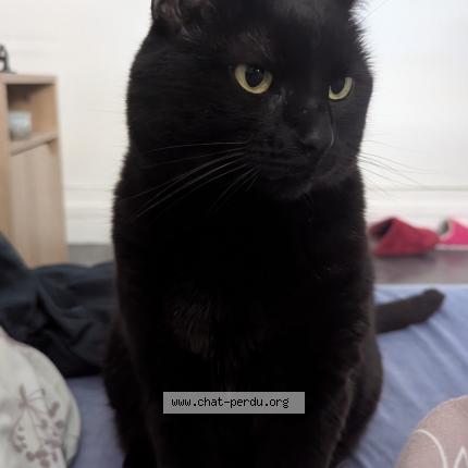 Photo 1/1 Yennefer Chat lost in Buchy