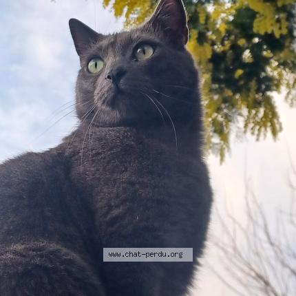 Photo 1/1 Albus Chat lost in Toulouse