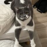 Picture of cat lost at Osny