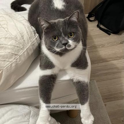 Photo 1/1 Gribouille Chat lost in Osny