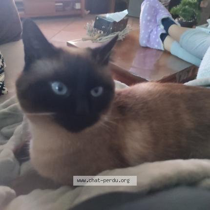 Photo 2/3 Mimie Chat lost in Saint remy de maurienne