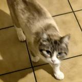 Picture of cat lost at Golfech