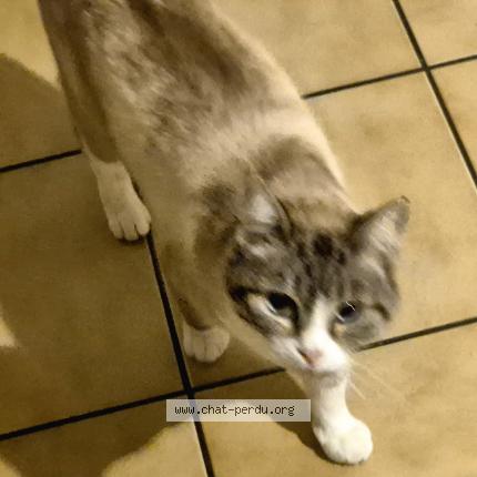 Photo 1/1 Pompon Chat lost in Golfech