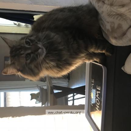 Photo 1/1 Mao Chat lost in Toulon