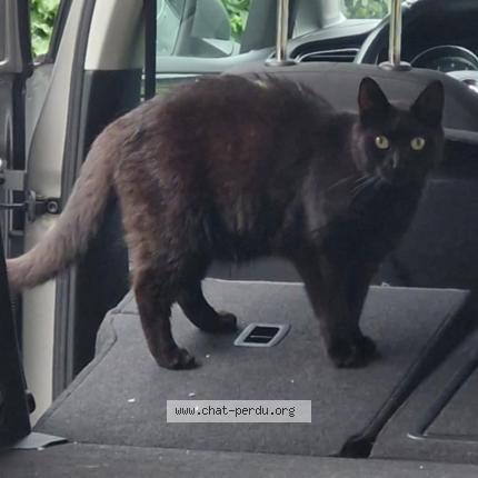 Foto 1/1 Kat teruggevonden Vermist in Vivegnis
