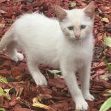 Picture of cat found at Aulnay Sous Bois